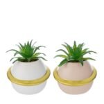 Vasetto Pianeta con Piantina 8cm