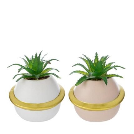 Vasetto Pianeta con Piantina 8cm