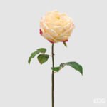 Rosa Inglese Crema Ramo 50cm