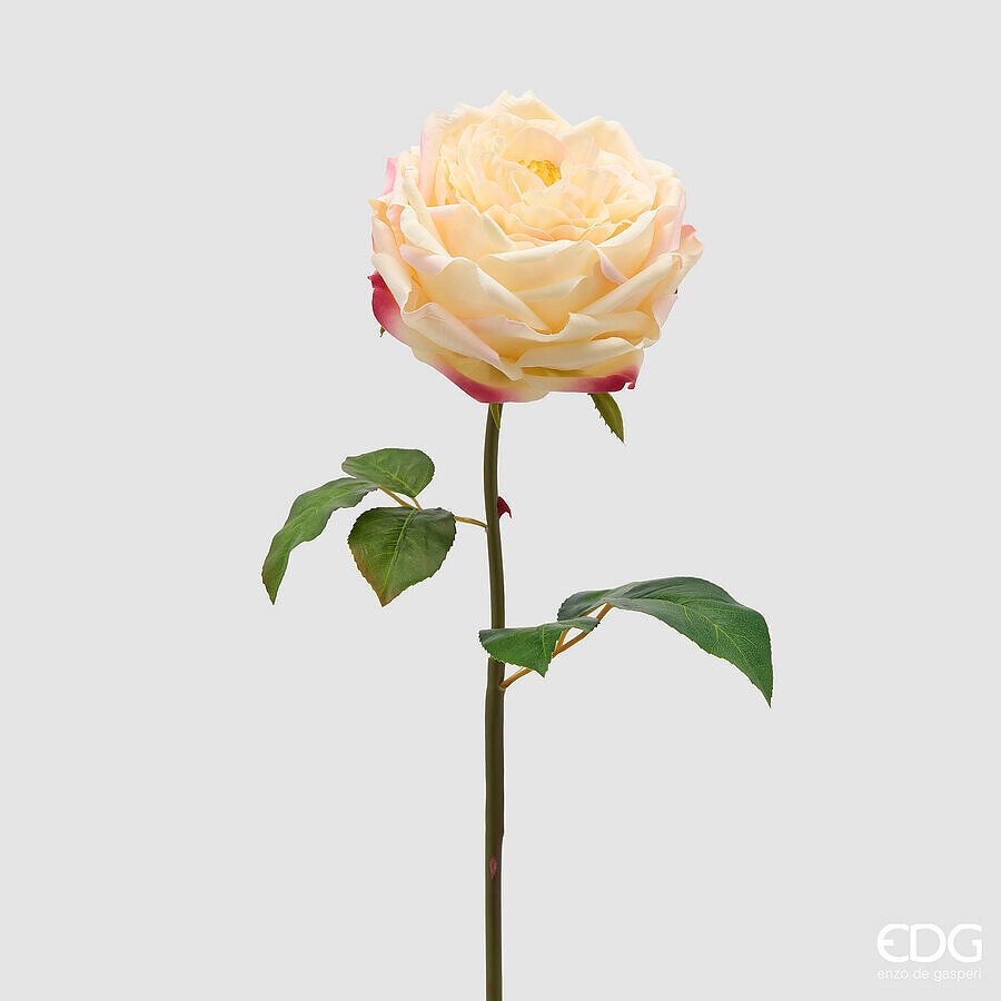 Rosa Inglese Crema Ramo 50cm di Enzo De Gasperi Rosa Inglese Crema Ramo 50cm