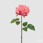 Rosa Inglese Fucsia Ramo 50cm