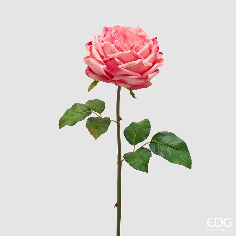 Rosa Inglese Fucsia Ramo 50cm