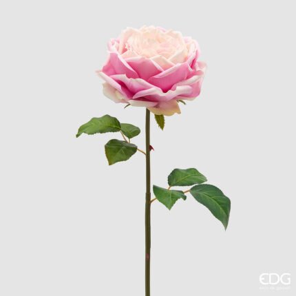 Rosa Inglese Rosa Ramo 50cm