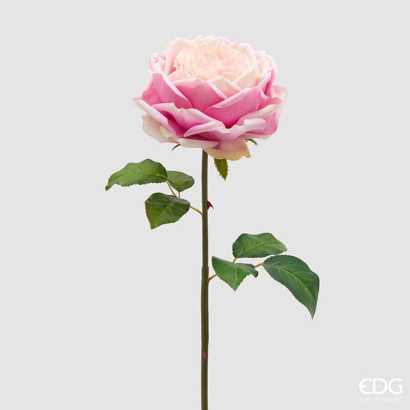 Rosa Inglese Rosa Ramo 50cm
